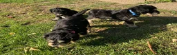 Schnoodle dogs for sale: Happy confident Schnoodle puppies  - Advert 37