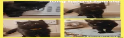 Domestic Shorthair cats for sale: Kittens ready to find homes - Advert 8
