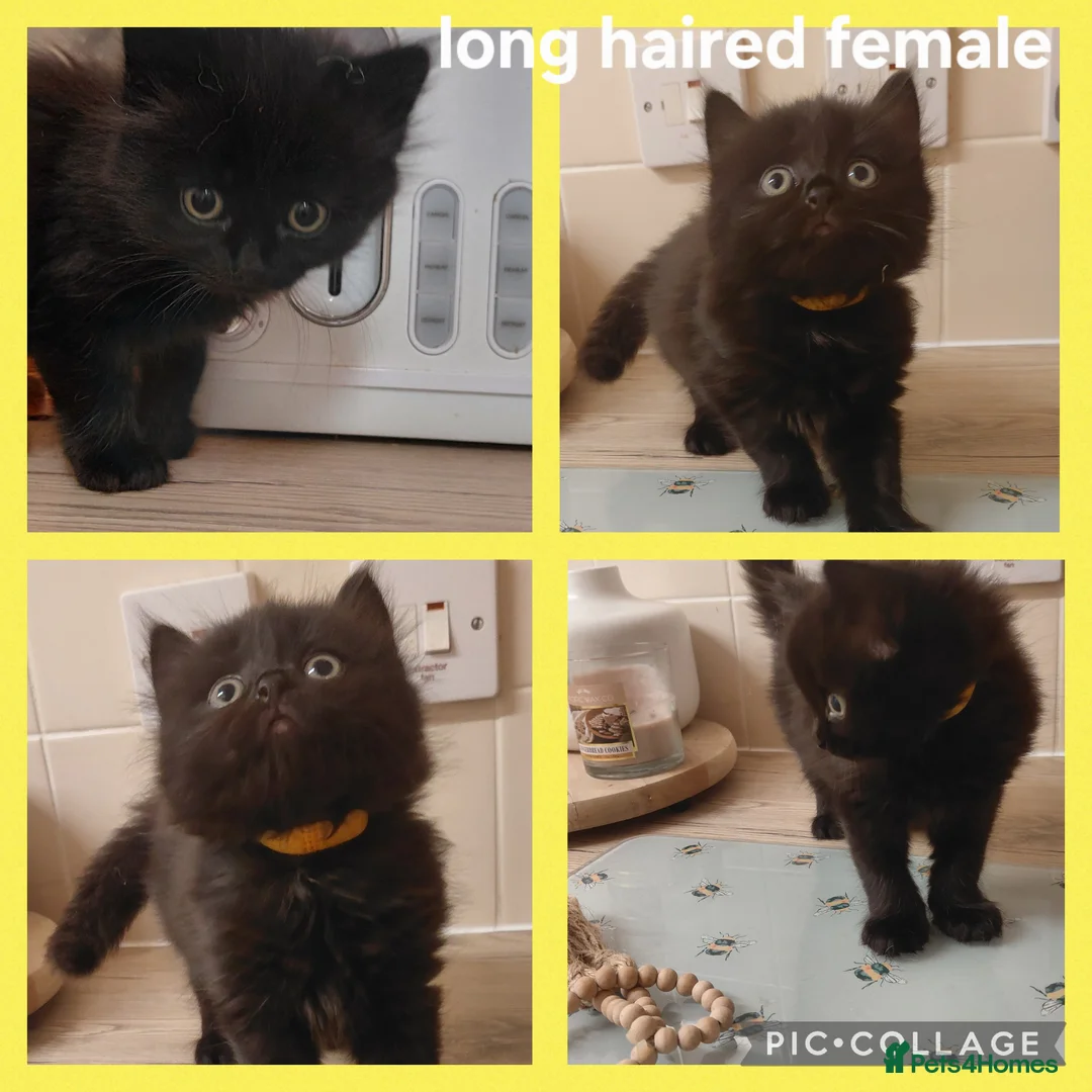 Domestic Shorthair cats for sale: Kittens ready to find homes - Advert 8
