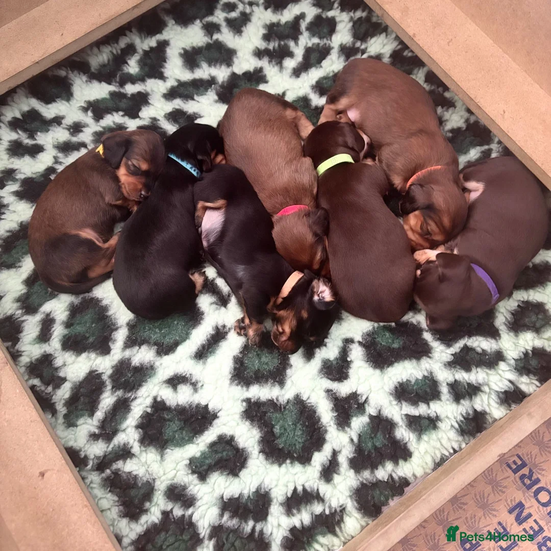 Miniature Dachshund dogs for sale: KC Registered Miniature Dachshund Puppies - Advert 2