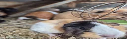 Guinea Pig rodents for sale: Young guinea pigs looking for new homes - Advert 10
