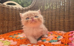 Exotic cats for sale: 🏆Champion sired exotic and Persian kittens 😸 ♥️  - Image 13