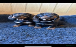 Dachshund dogs for sale: Wired haired Dachshund for rehoming  - Image 1