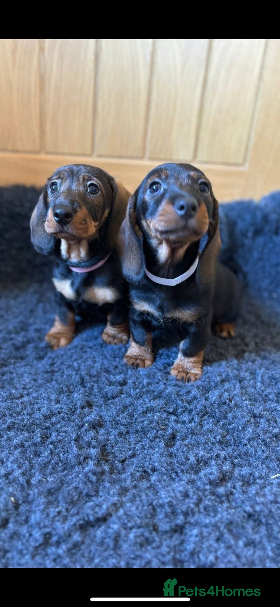 Dachshund dogs for sale: Wired haired Dachshund for rehoming  - Image 1