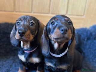 Dachshund dogs - Advert 16