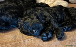 Goldendoodle dogs for sale: Golden doodle puppies for sale  - Image 14
