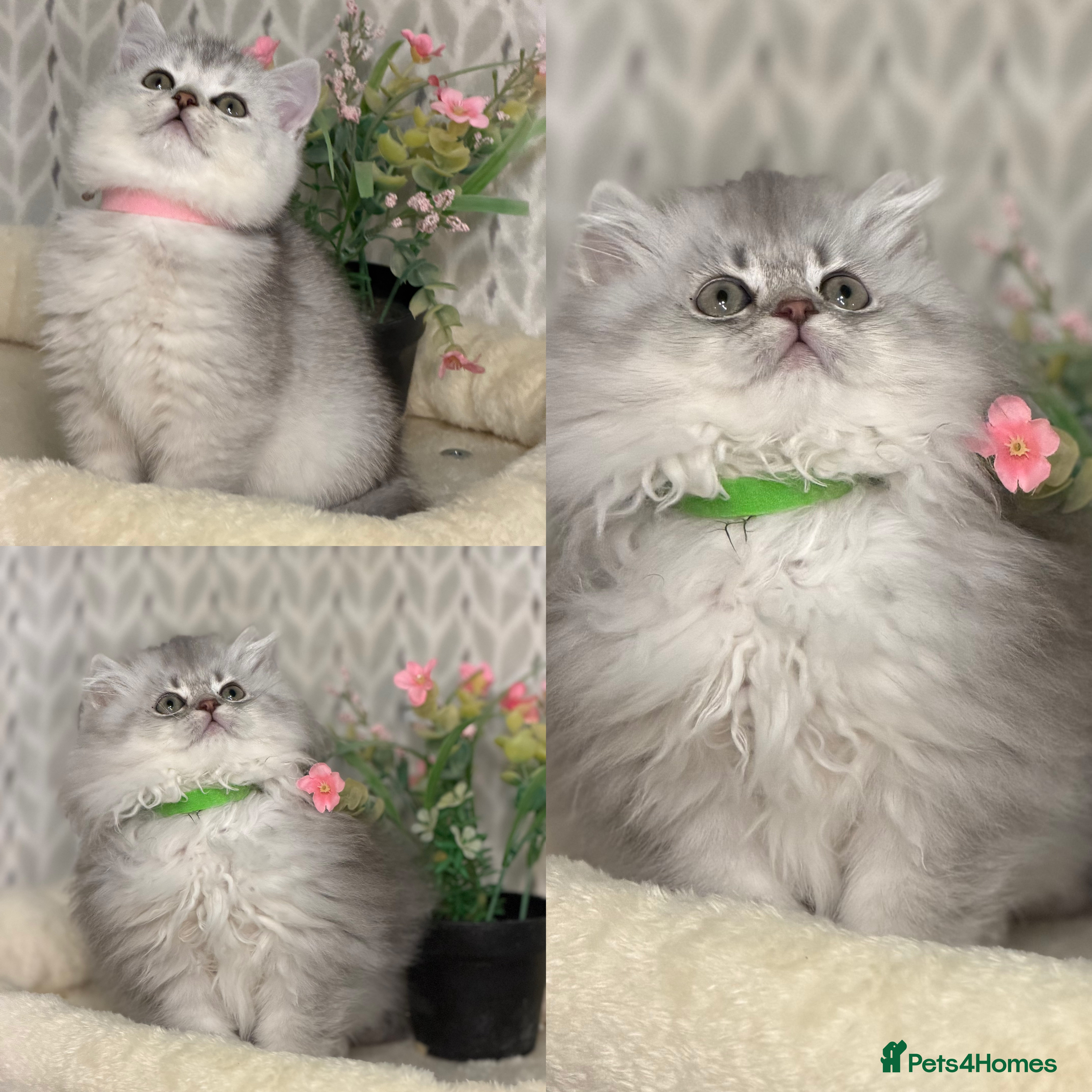 British Longhair cats British Longhair/Shorthair kittens TICA - Advert 3