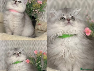 British Longhair cats British Longhair/Shorthair kittens TICA - Advert 4