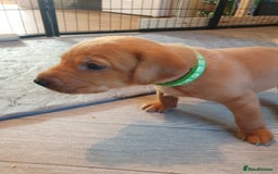 Labrador Retriever dogs for sale: **Only 2 Girls Left** Fox Red Labrador Puppies - Image 20