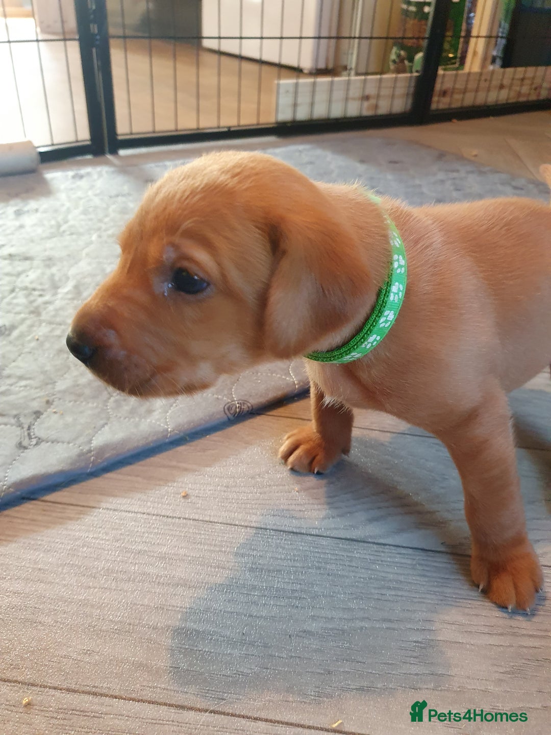 Labrador Retriever dogs for sale: **Only 2 Girls Left** Fox Red Labrador Puppies - Image 20
