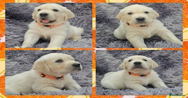 Golden Retriever dogs - Advert 13