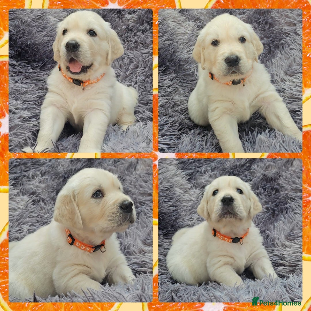 Golden Retriever dogs for sale: 9 KC registered, from imported lines puppies  - Image 3