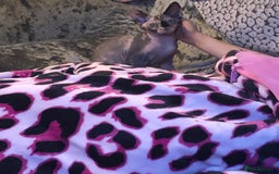 Sphynx cats for sale: ** Glittery Blue/Cream Torti Sphynx Girl ** - Image 11