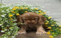 Cocker Spaniel dogs for sale: Showtype cocker spaniels  - Image 12