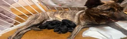 Mixed Breed dogs for sale: Beautiful puppies malanois/collie in Holyhead - Advert 1