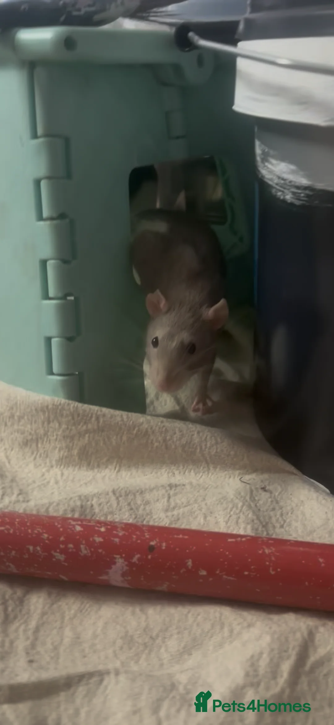 Rat rodents for sale: Dumbo rats in Bristol - Advert 5