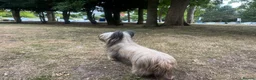 Skye Terrier dogs for sale: KC Reg Skye Terrier Cream puppies  - Advert 15