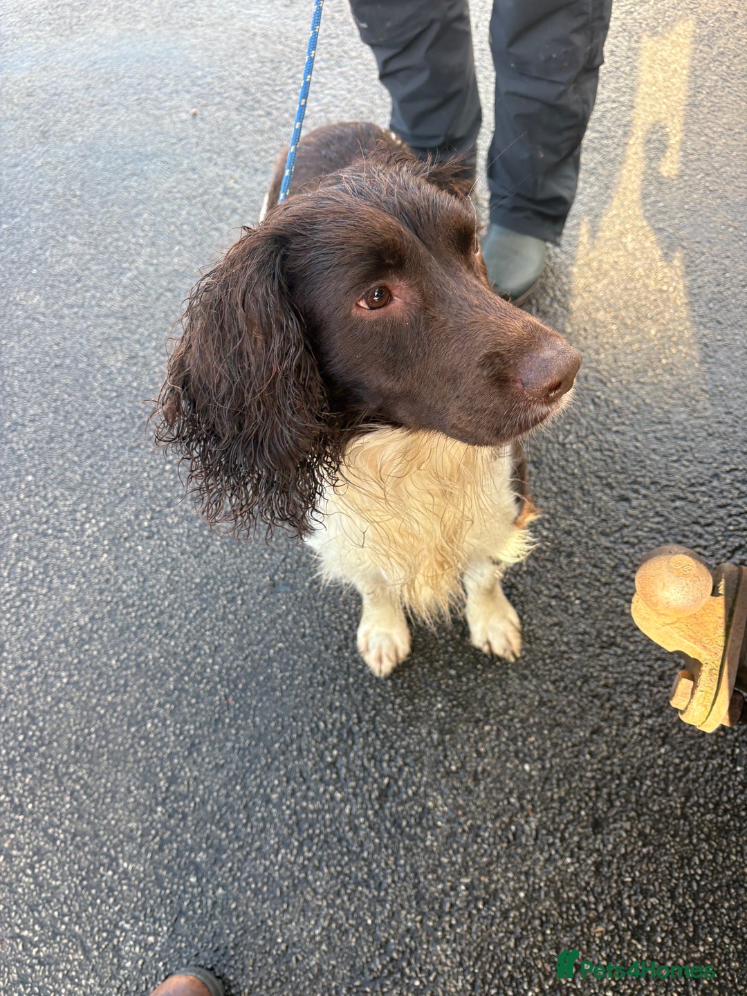 English Springer Spaniel dogs for sale: Beautiful litter of KC REG Puppies - Advert 14