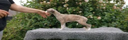 Whippet dogs for sale: Brindle whippets  in Holyhead - Advert 8