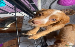 Cocker Spaniel dogs for sale: READY TO LEAVE COCKER SPANIEL FEMALE AVAILABLE  - Image 5
