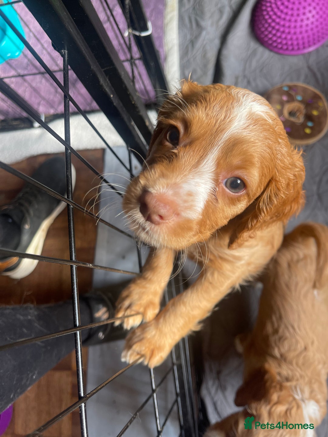 Cocker Spaniel dogs for sale: READY TO LEAVE COCKER SPANIEL FEMALE AVAILABLE  - Image 5