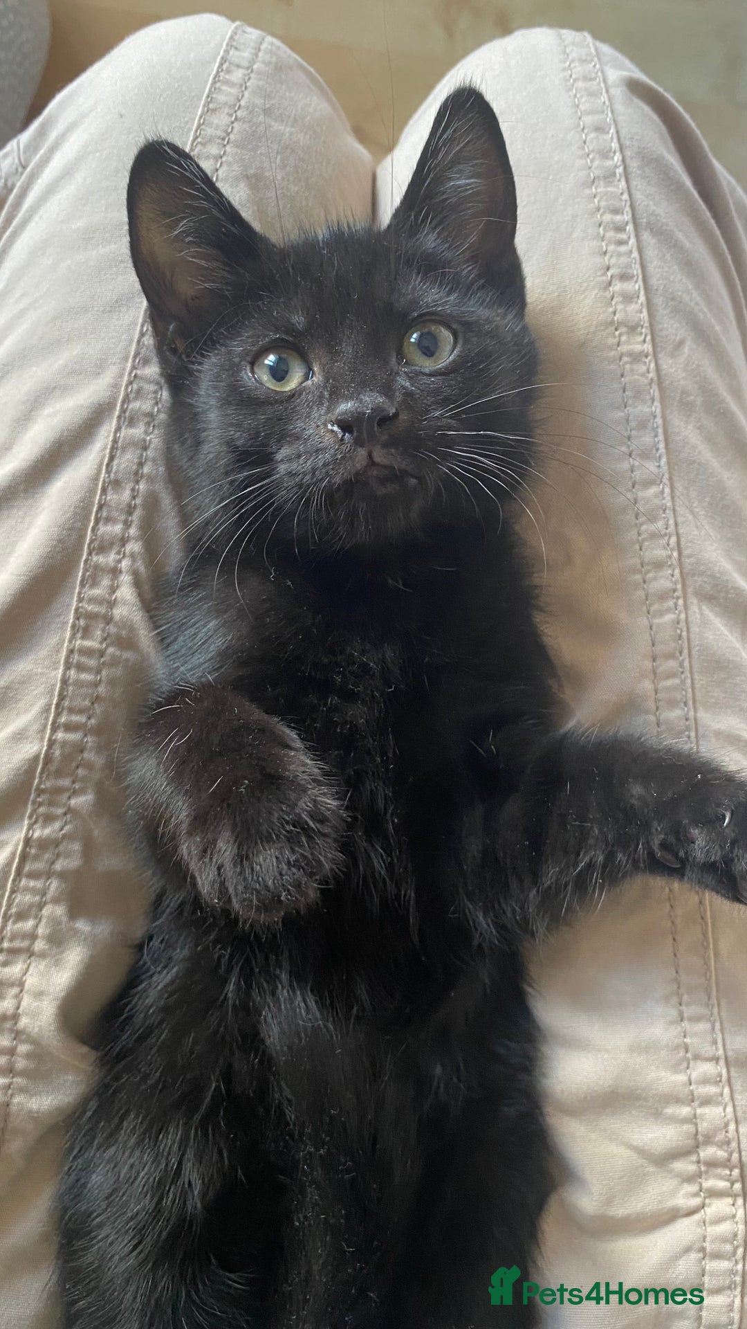Mixed Breed cats for sale: Perfect kitten. Needing to be rehomed  - Image 3