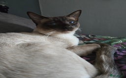 Siamese cats for sale: 2 chocolate point siamese girls and one Havana boy - Image 10