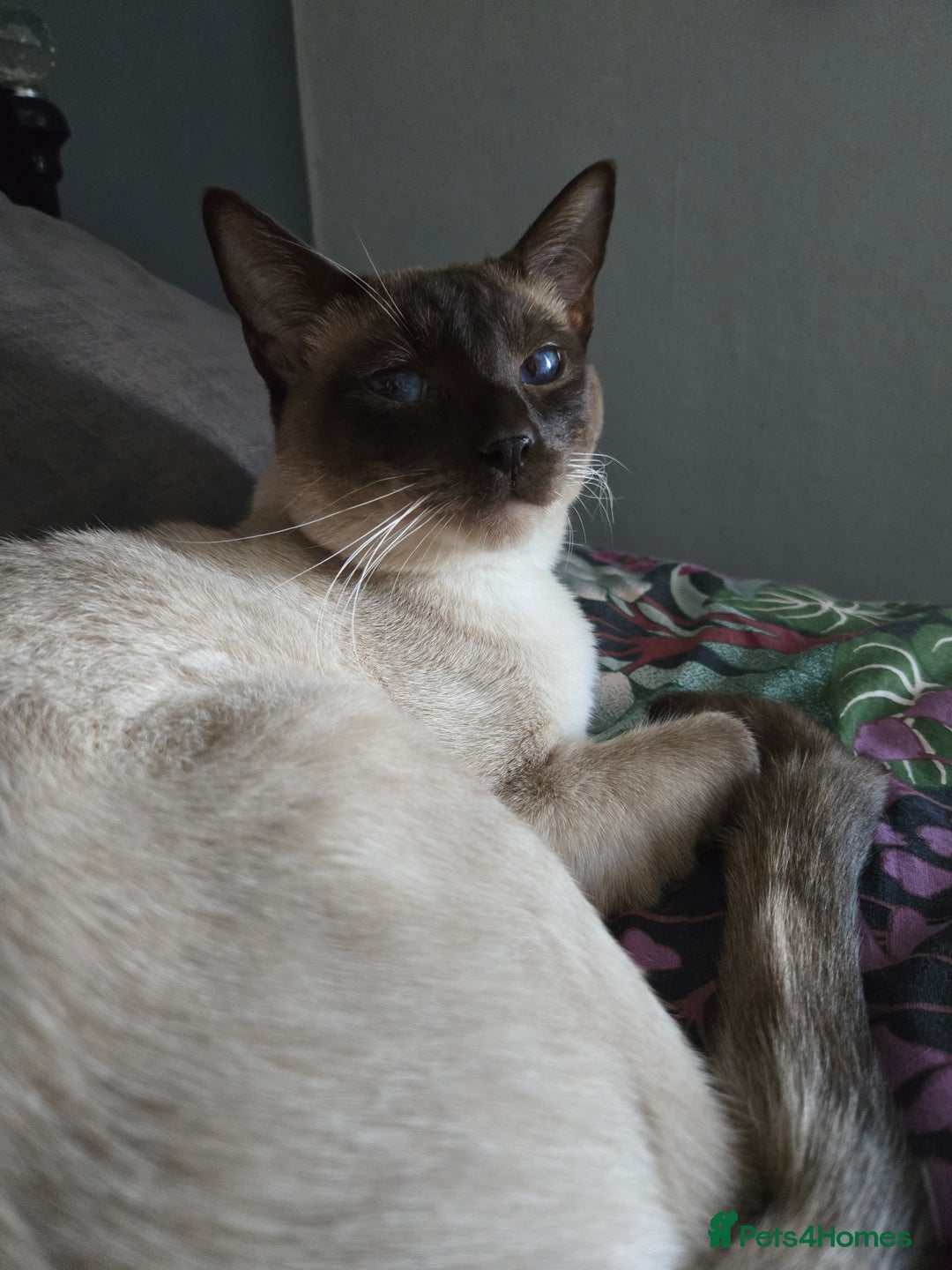 Siamese cats for sale: 2 chocolate point siamese girls and one Havana boy - Image 10