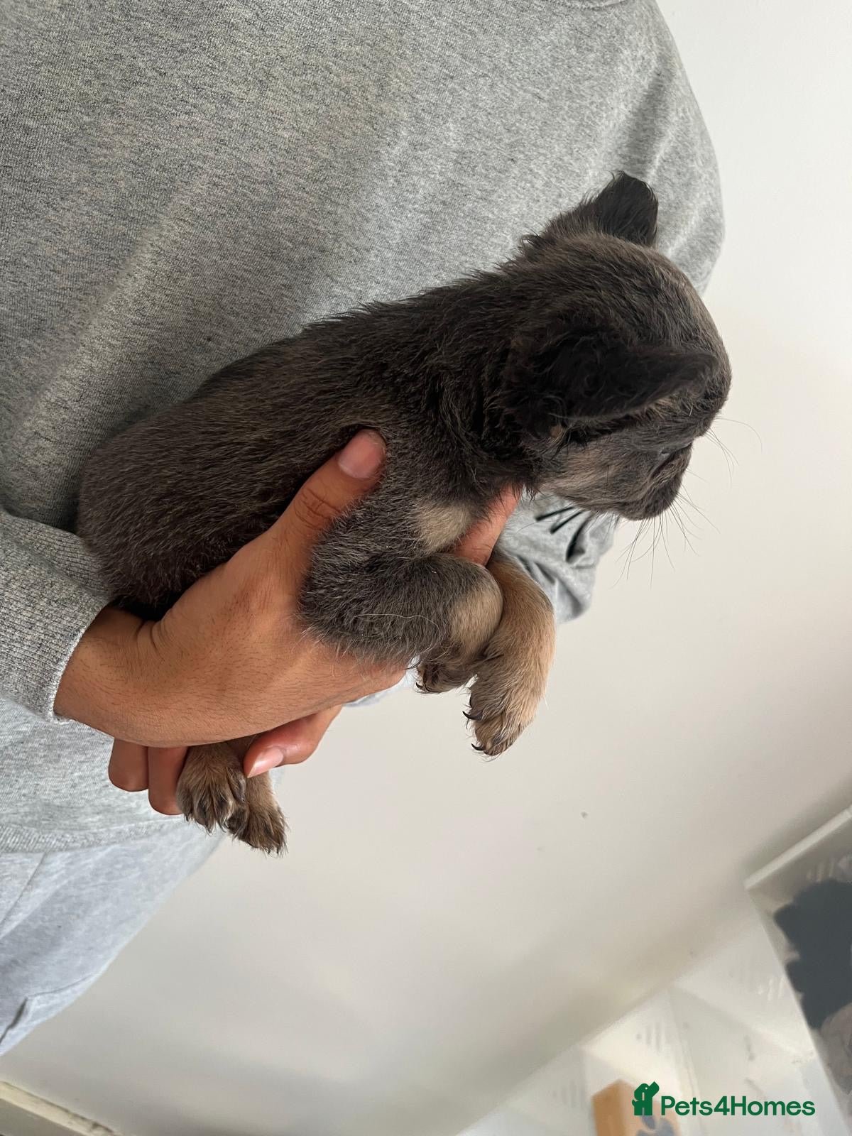 French Bulldog dogs for sale: French bulldogs for sale  - Advert 22