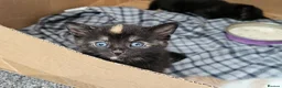 Mixed Breed cats for sale: 4 beautiful kittens in Middlesbrough - Advert 5