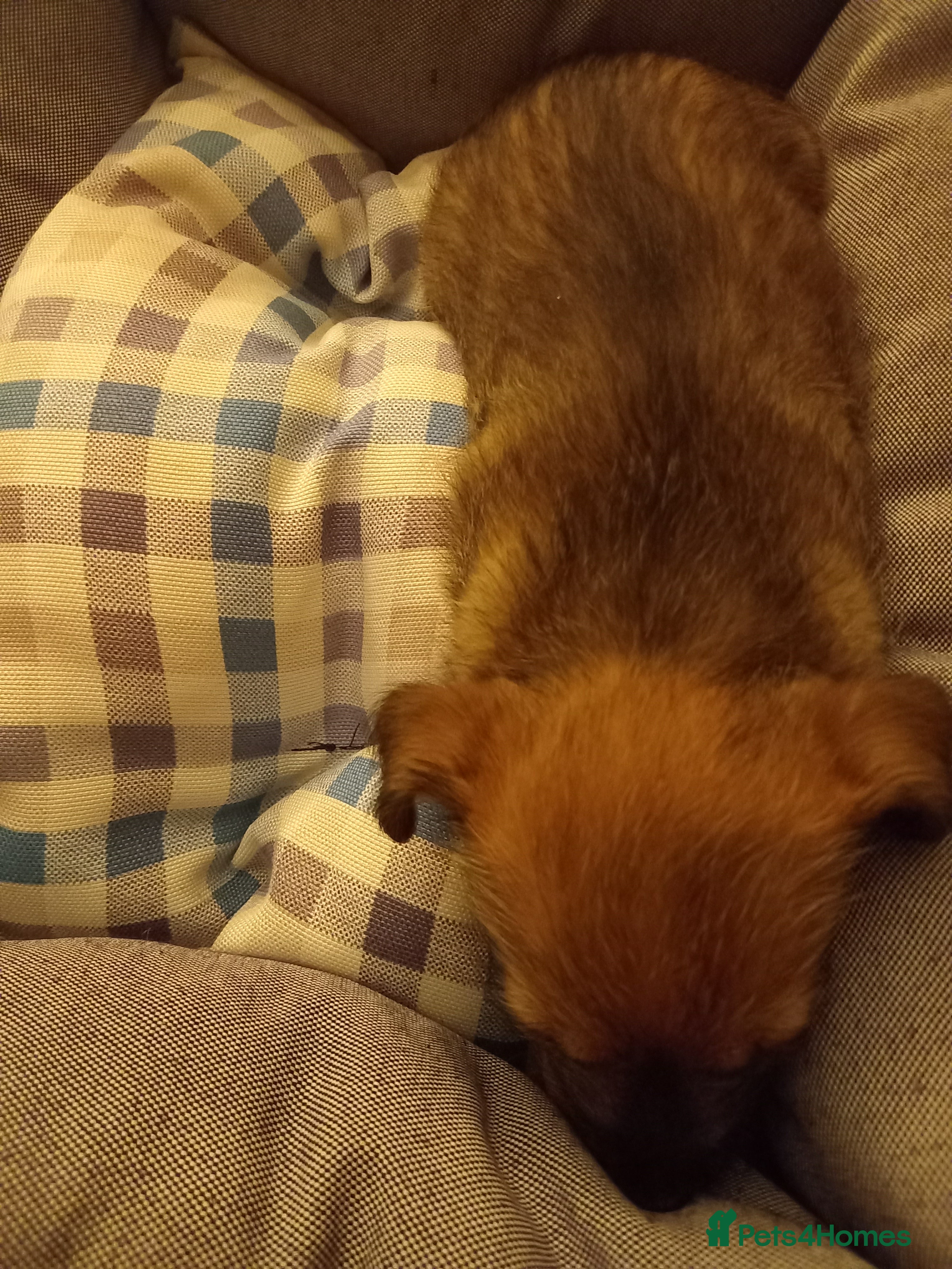 Cairn Terrier dogs Sweet Cairn Terrier girl puppy - Advert 1