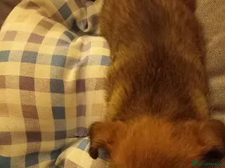 Cairn Terrier dogs Sweet Cairn Terrier girl puppy - Advert 9