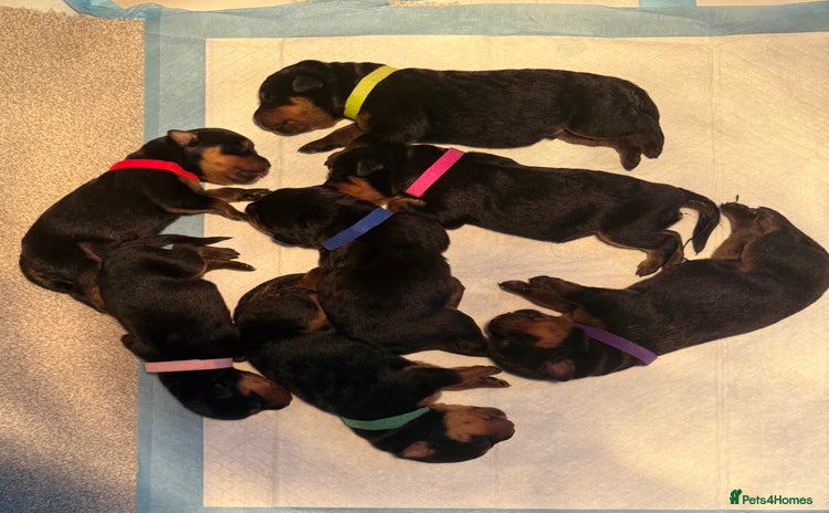 Rottweiler dogs - Advert 2