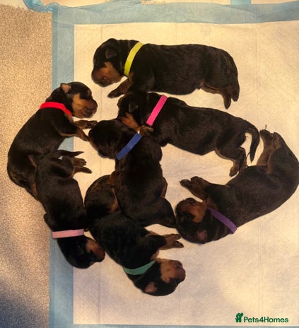 Rottweiler dogs - Advert 11