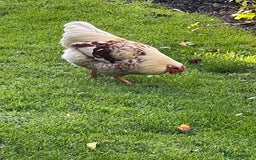 Chickens poultry for sale: BANTAM WYANDOTTE HENS, COCKERELS & TRIOS - Image 8