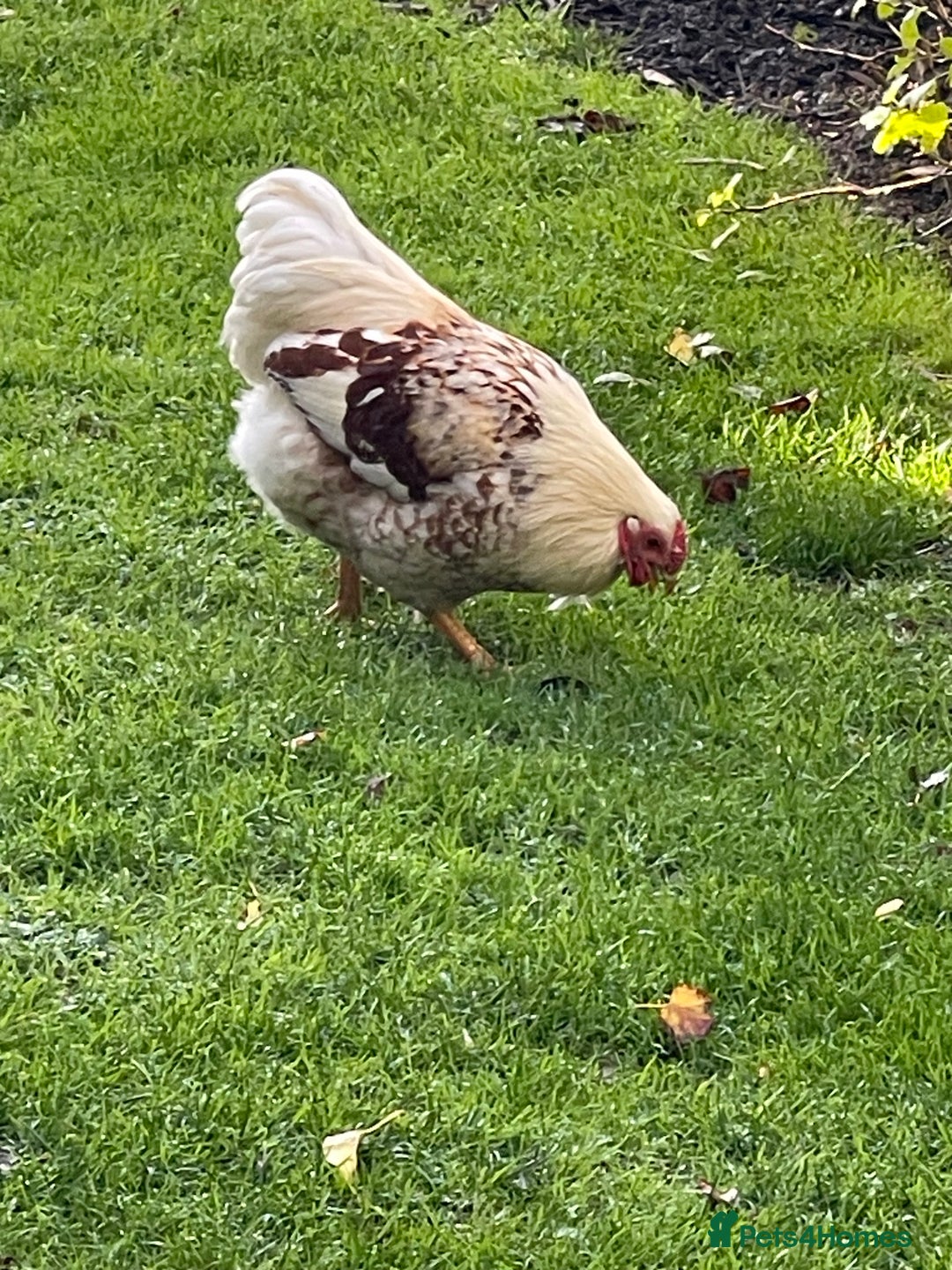 Chickens poultry for sale: BANTAM WYANDOTTE HENS, COCKERELS & TRIOS - Image 8