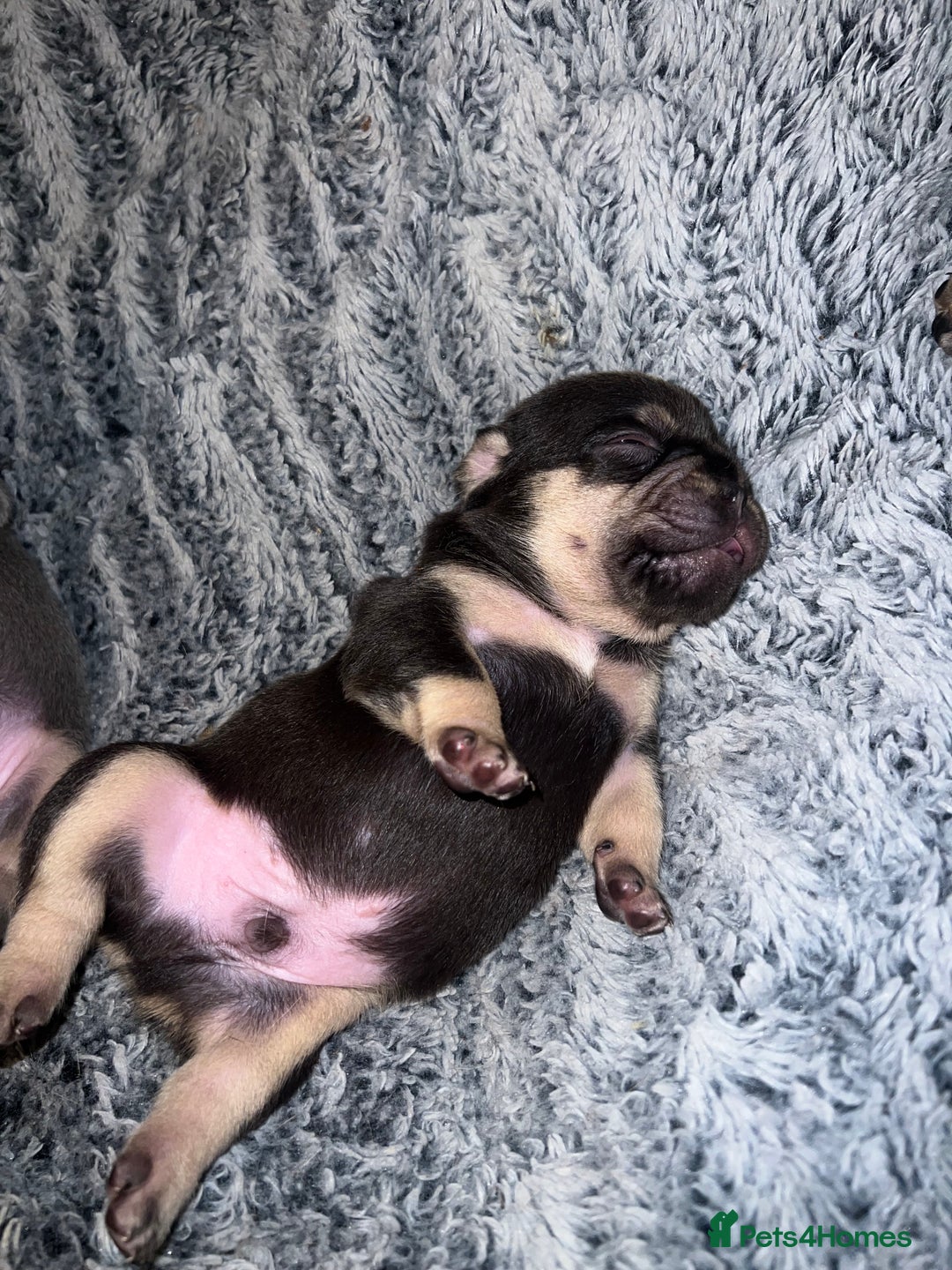 French Bulldog dogs for sale: french bulldog puppies in Manchester - Image 20