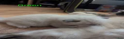 Ragamese cats for sale: Beautiful ragameise kittens  - Advert 4