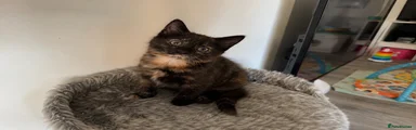 Mixed Breed 4