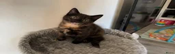 Mixed Breed cats for sale: Loving Mother Cat & Beautiful Kittens for sale  - Advert 2