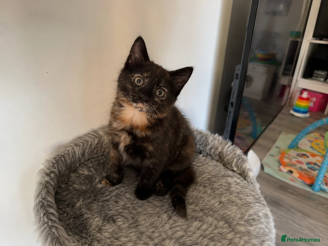 Mixed Breed cats for sale: Loving Mother Cat & Beautiful Kittens for sale  - Advert 2