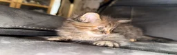 Maine Coon cats for sale: Stunning Maine Coon X Kittens Needing New Homes! - Advert 19