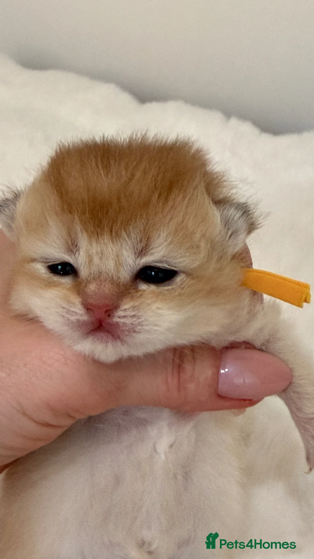 British Shorthair cats for sale: Exc Quality Golden kittens from Champion lines 🏆 - Advert 2