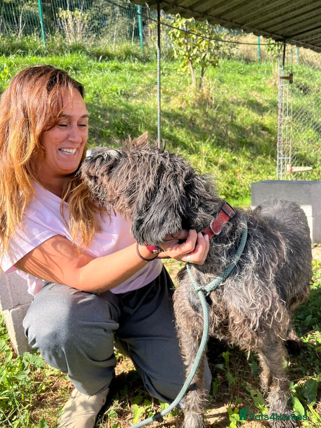 German Wirehaired Pointer dogs for adoption: German Wirehaired Pointer Orla  - Advert 4