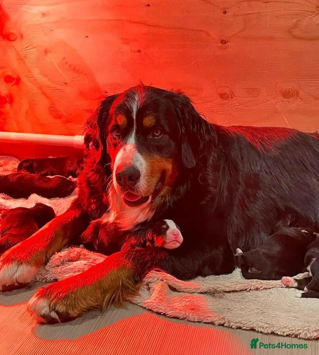 Bernese Mountain Dog dogs for sale: STUNNING BERNESE PUPPIES LAST GIRL - Advert 4