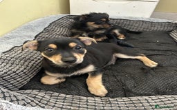 Chorkie dogs for sale: Chorkies - Image 3