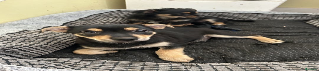 Chorkie Puppy 1