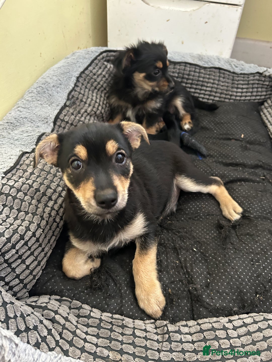 Chorkie dogs for sale: Chorkies - Image 3