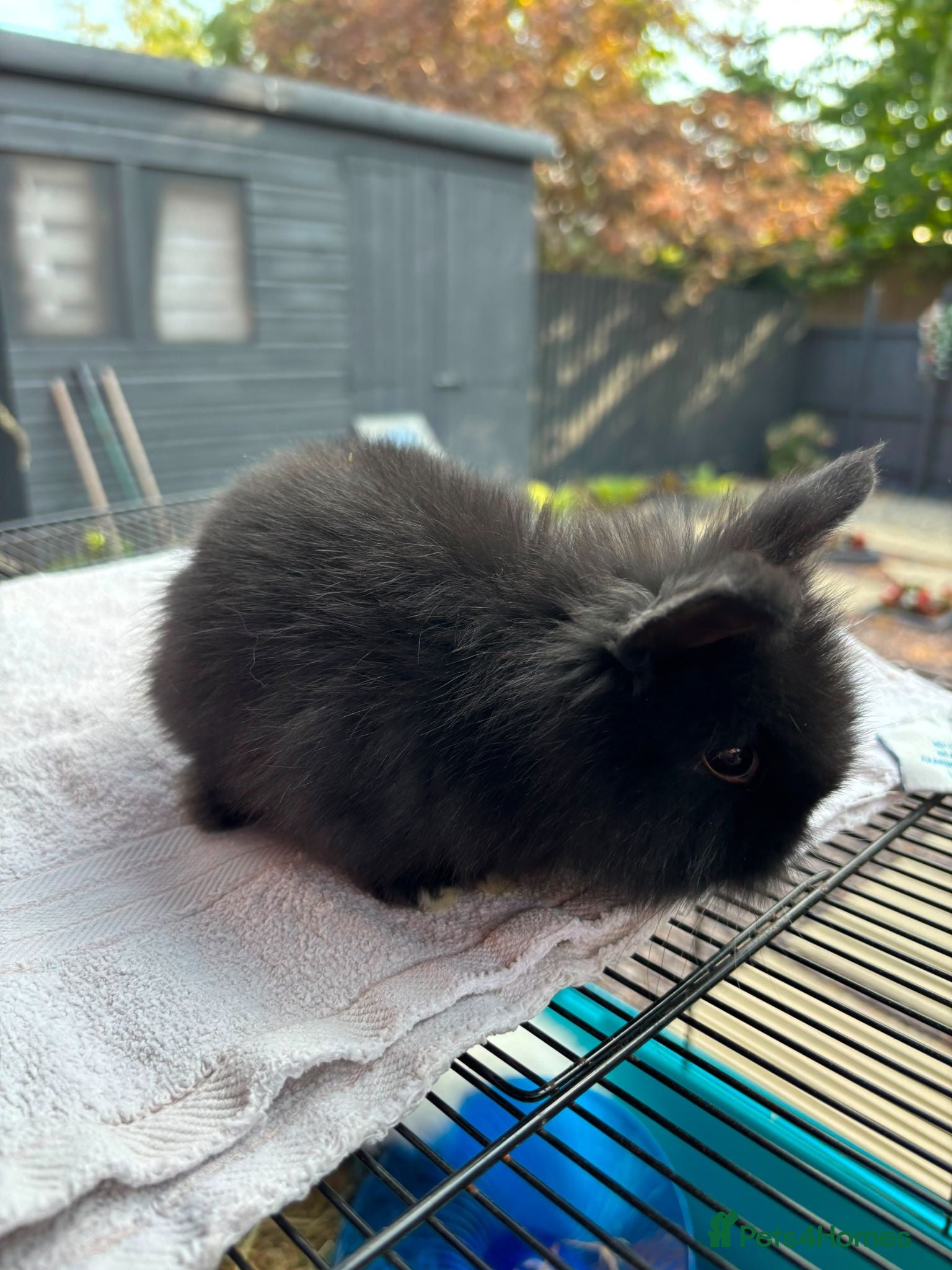 Netherland Dwarf rabbits Baby rabbits bunnies  - Advert 1