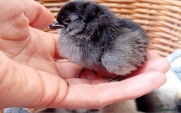 Chickens poultry for sale: Sweet Little Barbu d’Anvers Chicks Now Available - Image 10